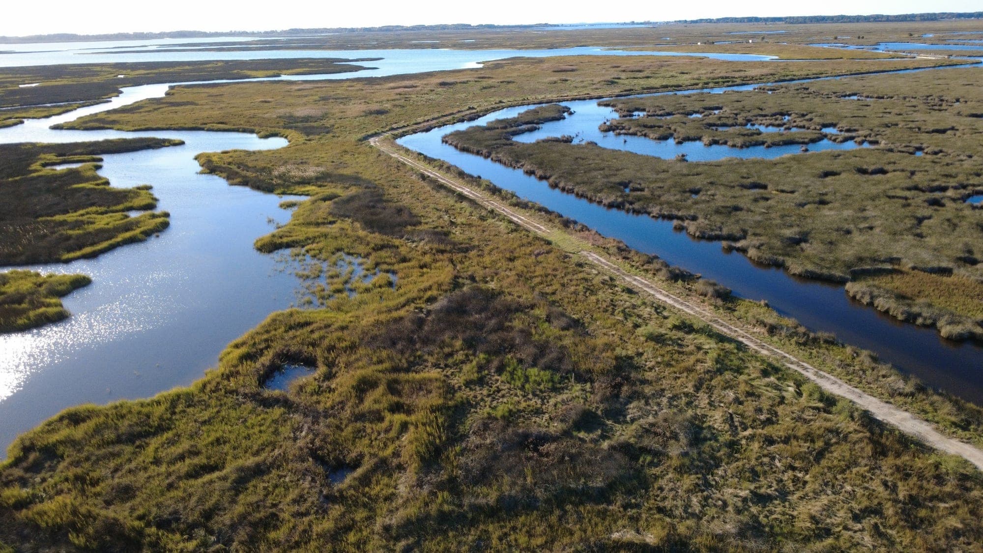 Thriving marsh, creeks, and pannes