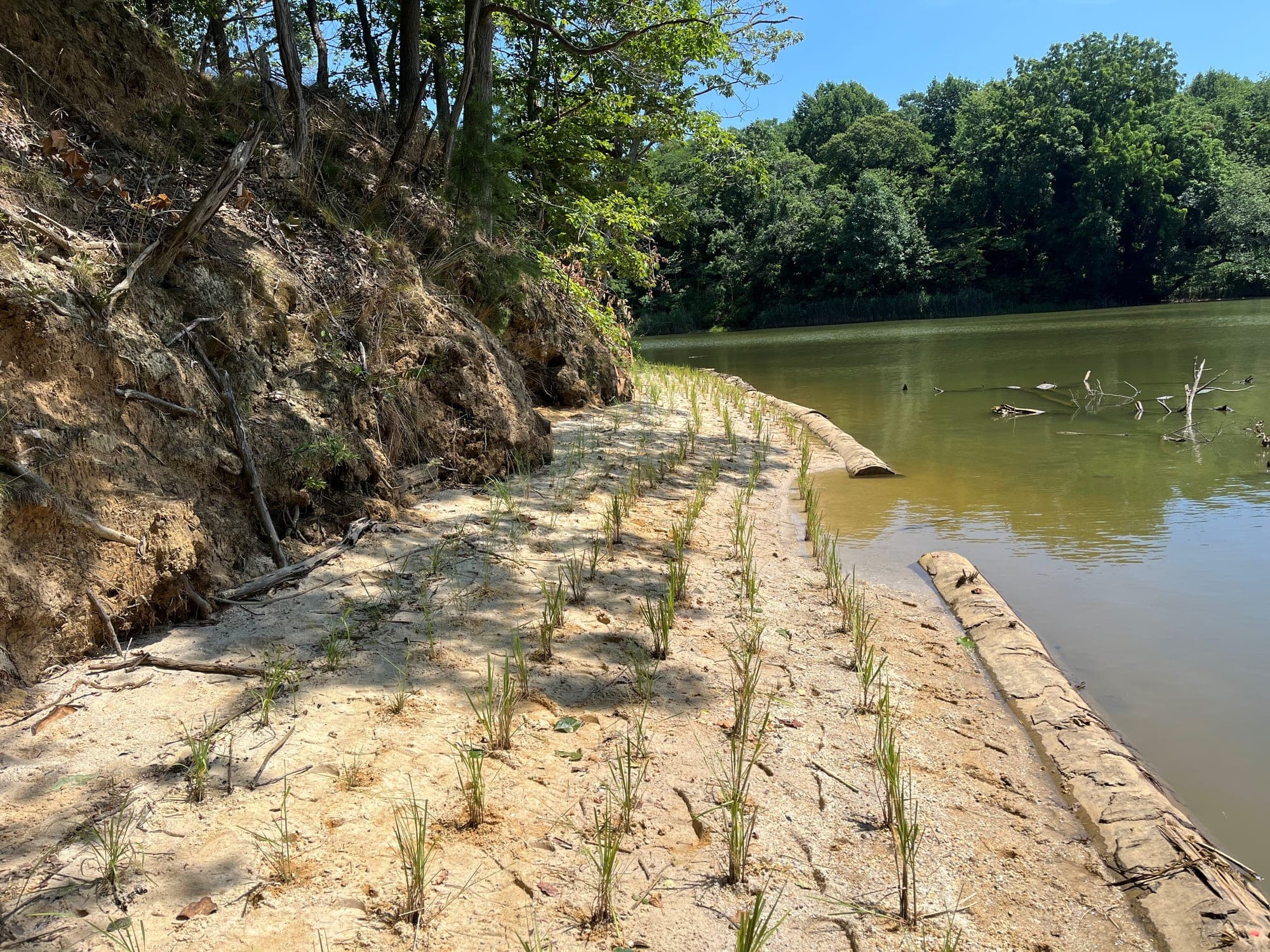 Marsh plugs planted