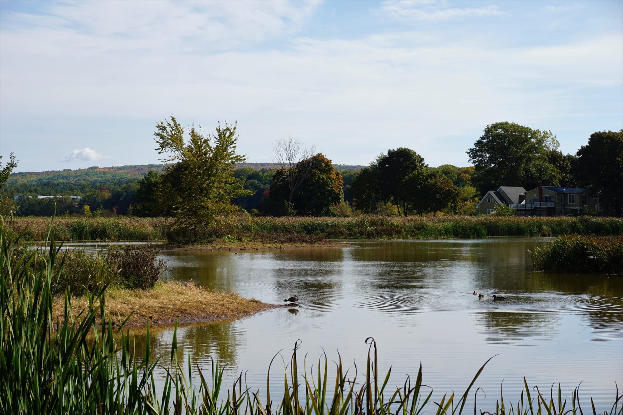 Naturalized stormwater pond fringed with cattails and wetland grasses, with ducks on the water and houses and trees beyond.